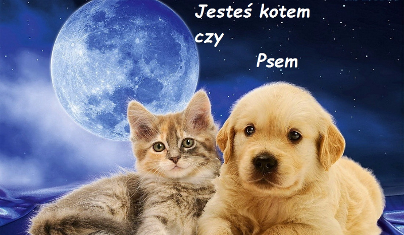 Jesteś kotem czy psem