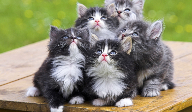 jak dobrze znasz koty i ich domy?