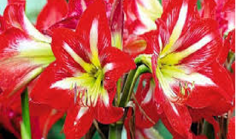 Potrafisz dokończyć przysłowia?