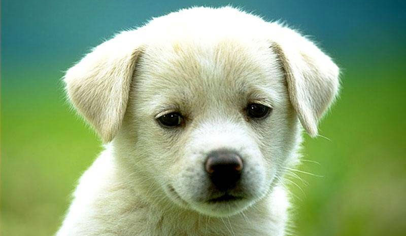 czy rozpoznasz rasy psów