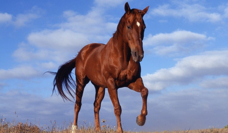 jaki zestaw do ciebie pasuje?