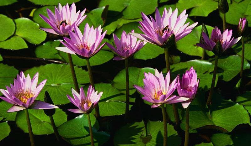 ile wiesz o…. naturze?