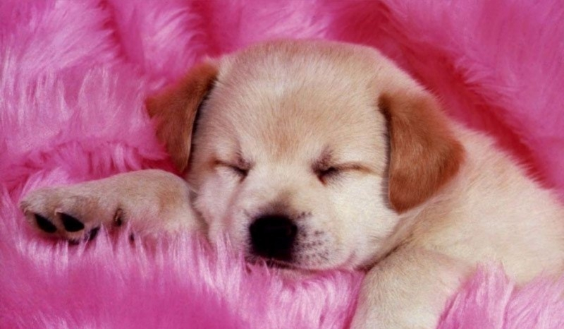 Jaka rasa psa do ciebie pasuje?