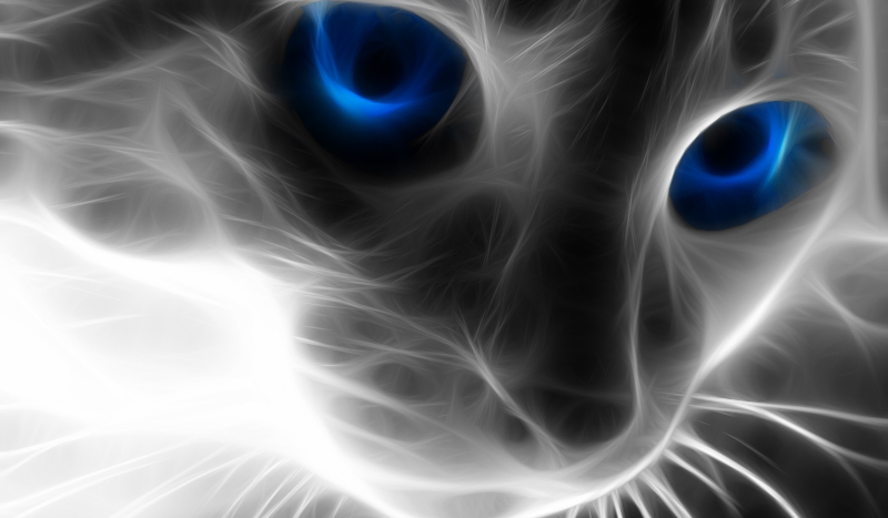 Jaką rasą kota jesteś?