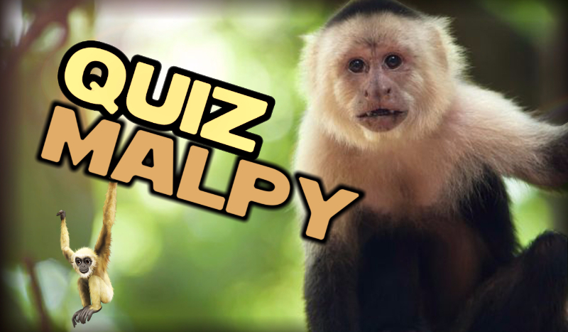 Czy rozpoznasz poszczególne gatunki małp ?