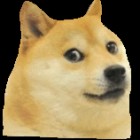 Piesel_z_powylamywanymi_nogami