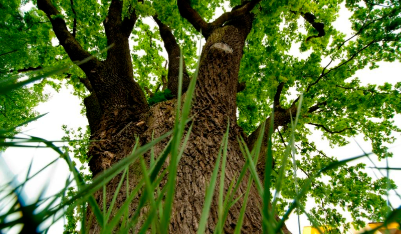 Czy jesteś inteligenty/a ?