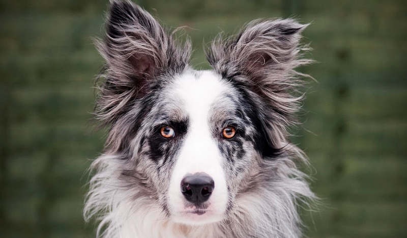 Czy znasz się na psach?