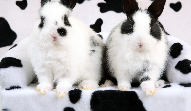 Co wiesz o króliczkach?