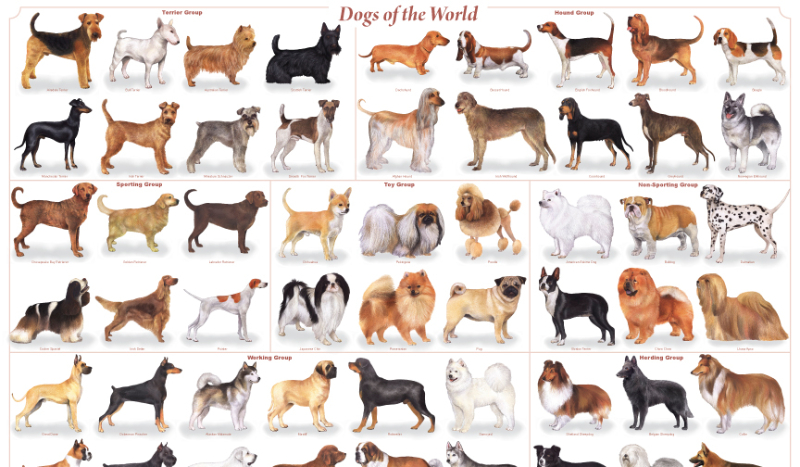 Jaka rasa psa pasuje do Ciebie?