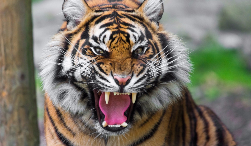 jakim zwierzęciem jesteś?