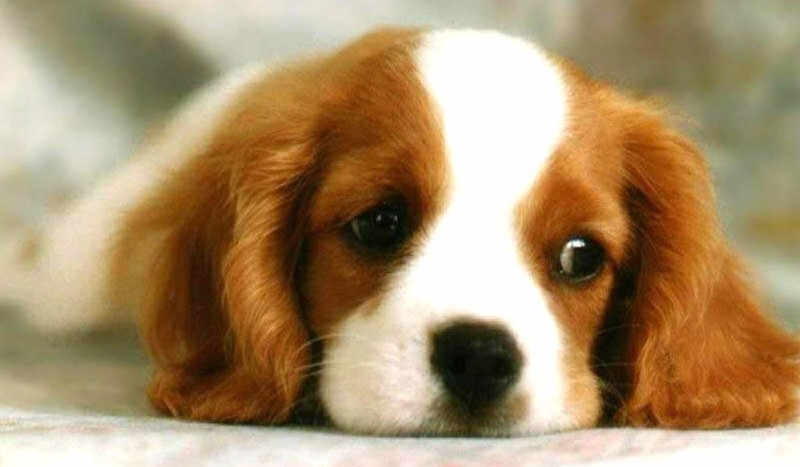 Czy jesteś gotowy na psa? ;3