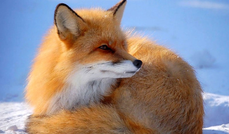 w ilu procentach jesteś lisem?