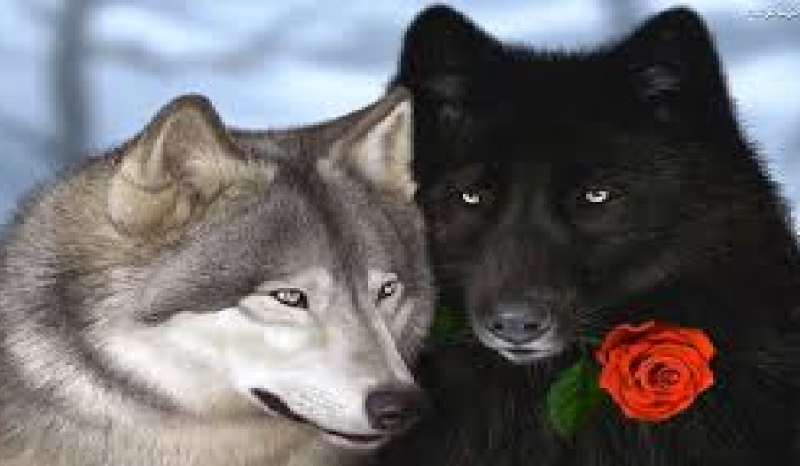 Taka sama lecz inna #6