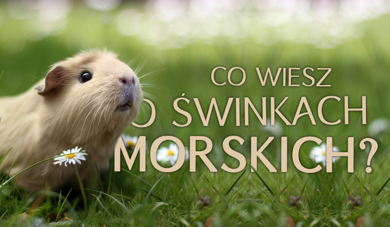 Co wiesz o świnkach morskich?