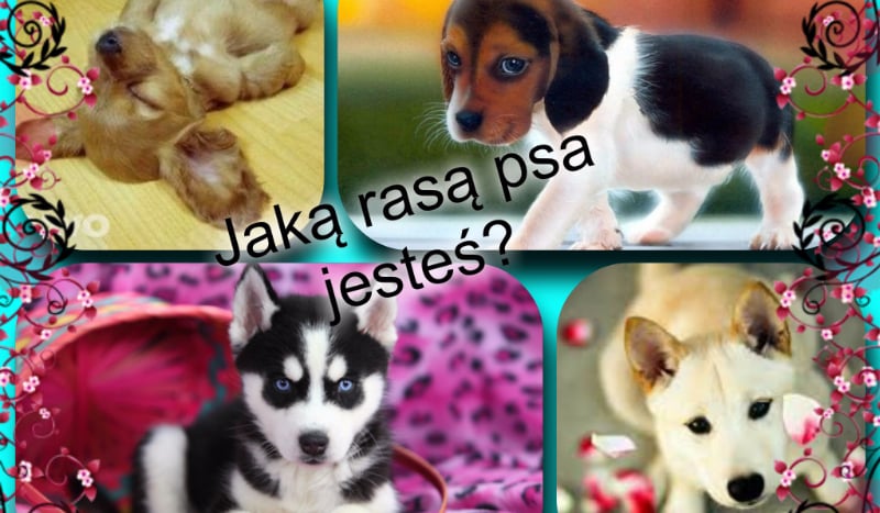 Jaką rasą psa jesteś?