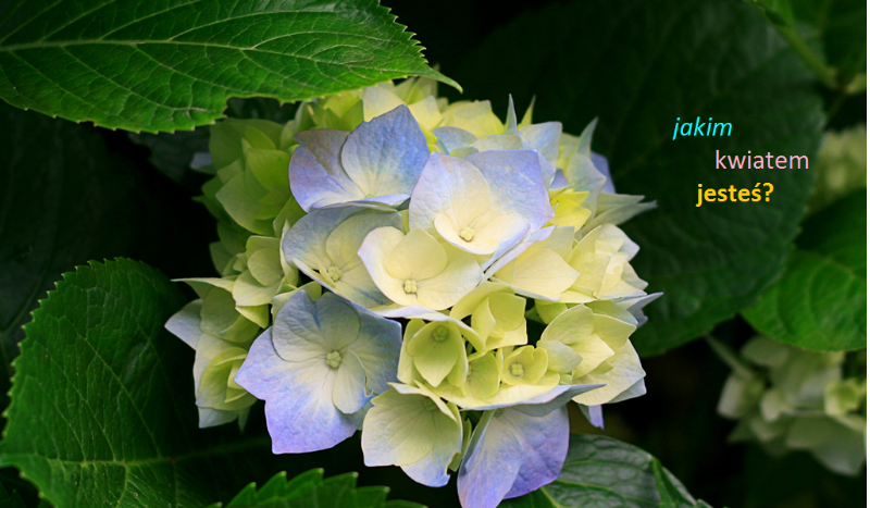Jakim Kwiatem Jesteś?