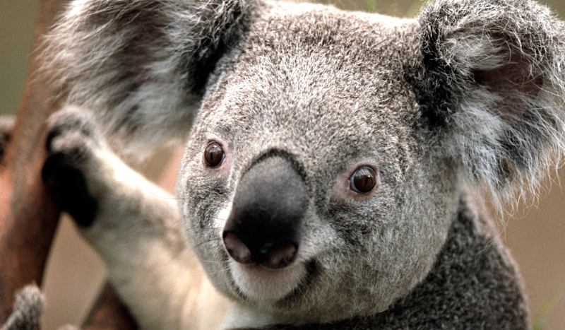 Czy znasz Dominike .G