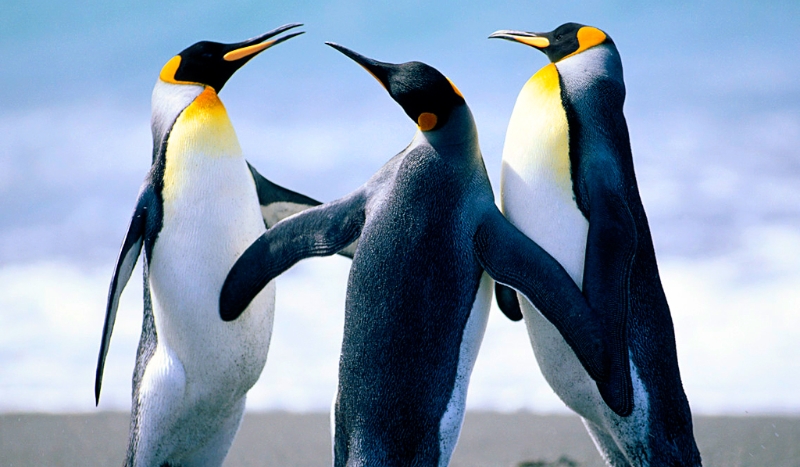 Ile wiesz o FNAF 1,2,3,4?