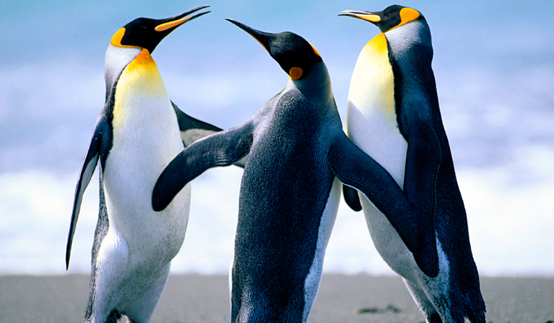 Czy Nadajesz się na pingwina ?