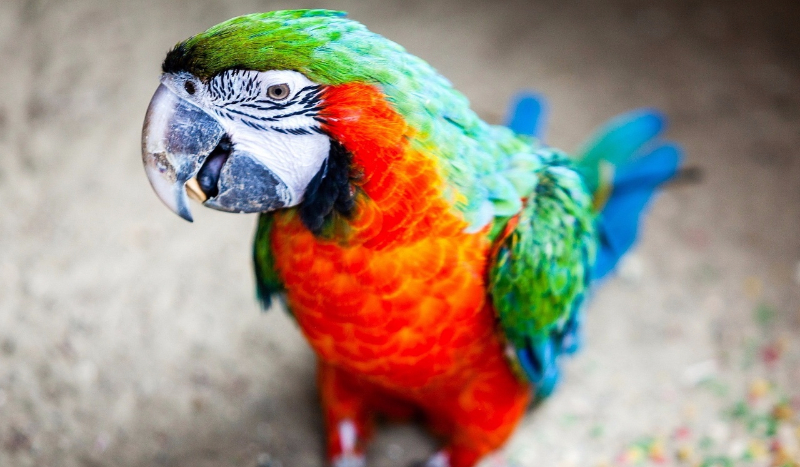 Jaką papugą jesteś ?