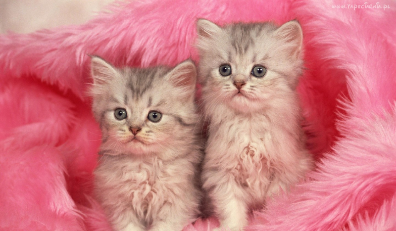 jakie zwierze do ciebie pasuje? :)