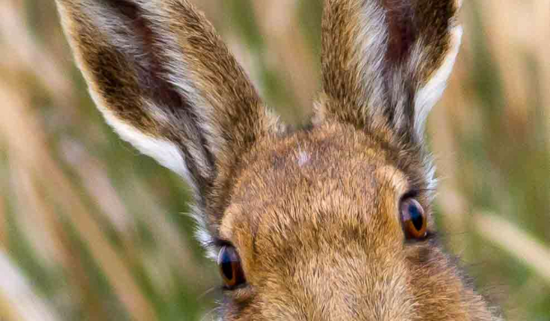 Jaką cechę zająca masz w sobie?