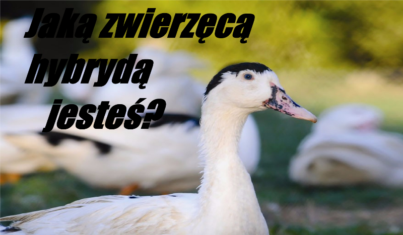 Jaką zwierzęcą hybrydą jesteś?