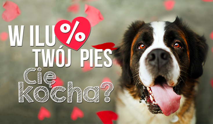 W ilu procentach Twój pies Cię kocha?