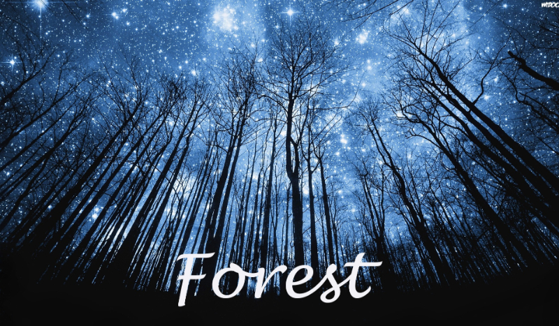 Forest #1
