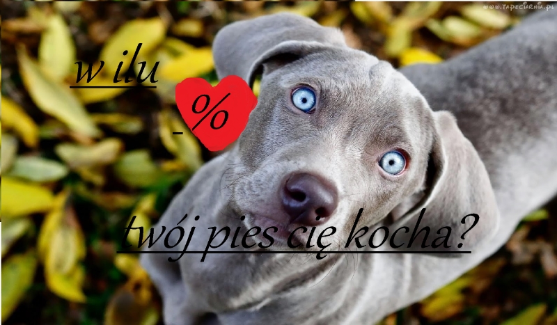 W ilu % twój pies cię Kocha?
