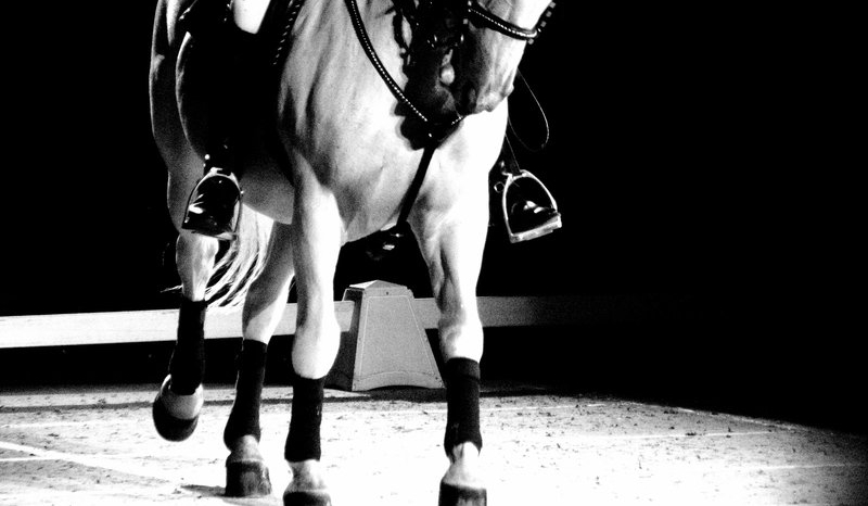 Stajnia „Madam” cz.2