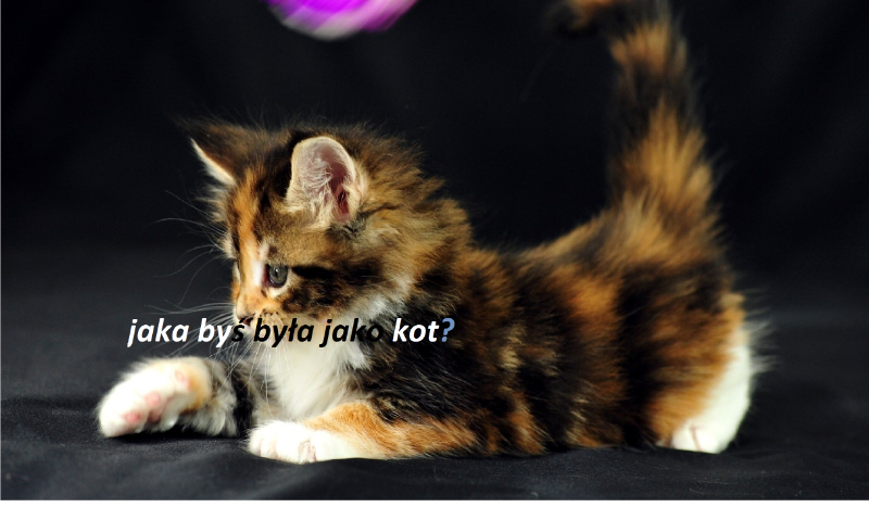 jaka byś była jako kot?