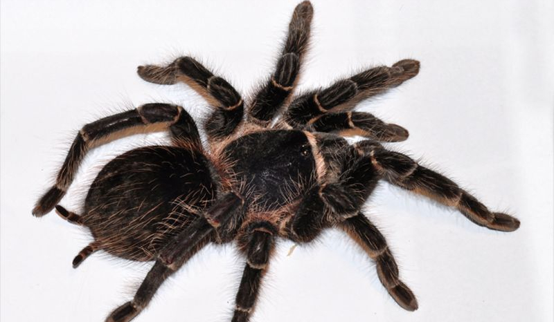 Ile wiesz o ptasznikach ?