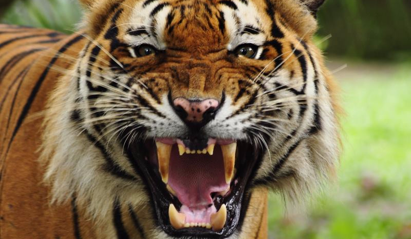 Przygoda w dziczy #1