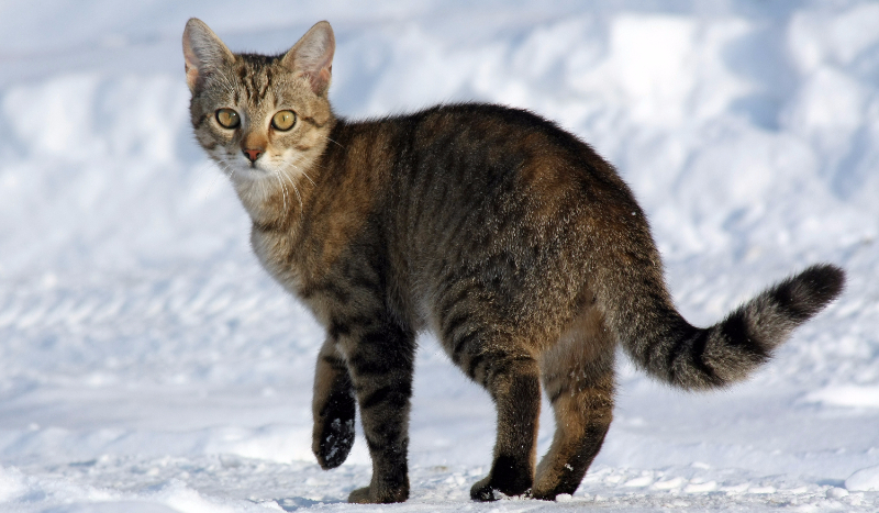 Idź! – wprowadzenie.