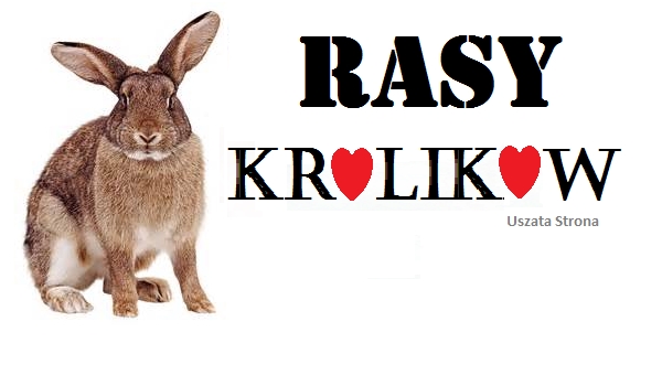 Rasy królików