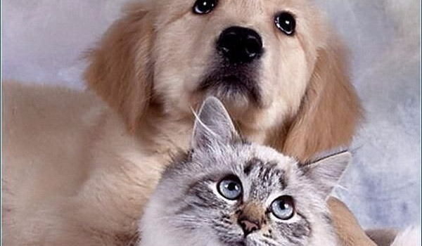 Jakie zwierzę do ciebie pasuje?