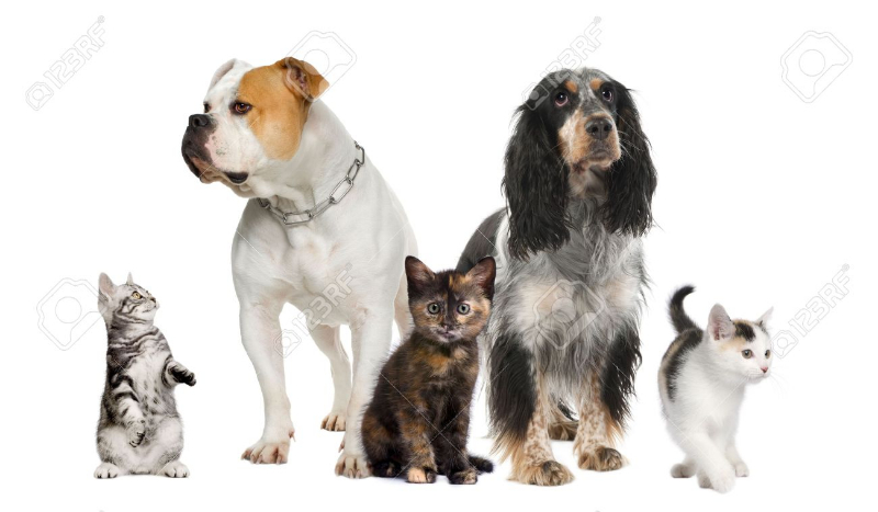 Jakie zwierze pasuje do ciebie?