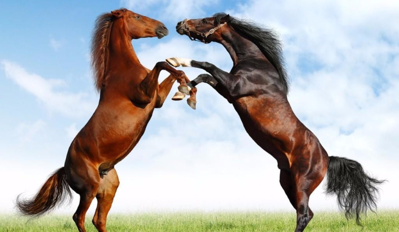 Dopasuj rasy koni do ich zdjęć .