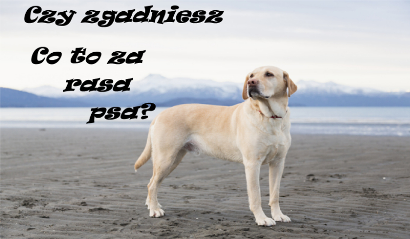 Czy zgadniesz co to za rasa?