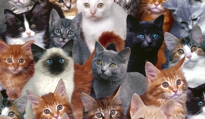 jak dobrze mnie nzsasz?