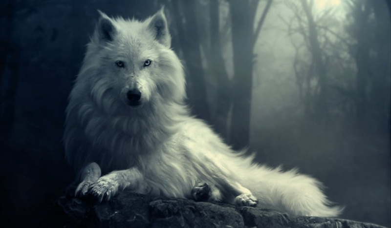 Jaką moc ma twój magiczny wilk?