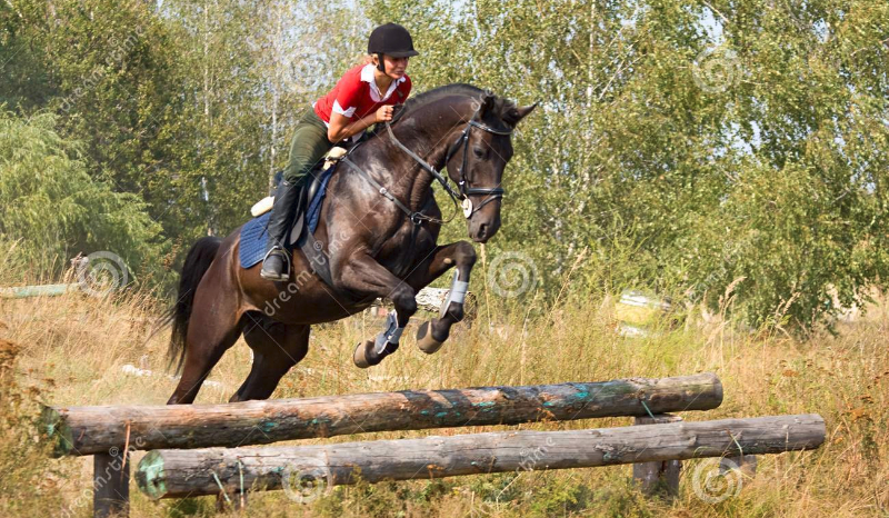 Twoje końskie życie #1