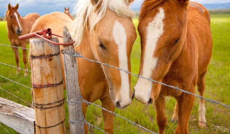 Jak dobrze znasz się na koniach?