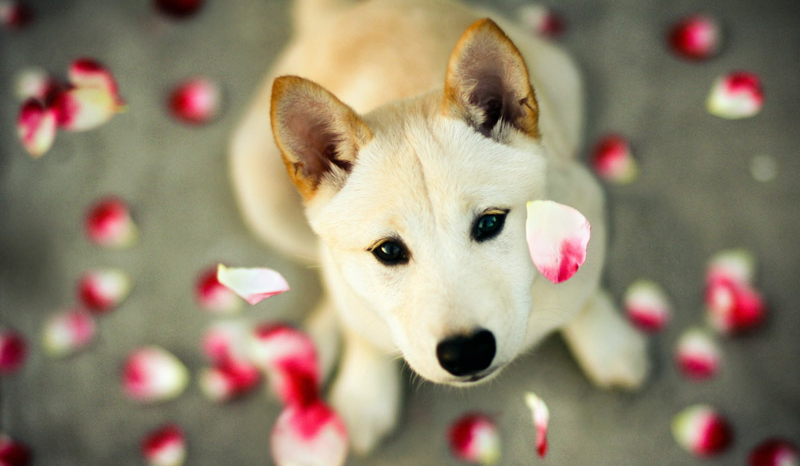 Jaki pies do ciebie pasuje ?