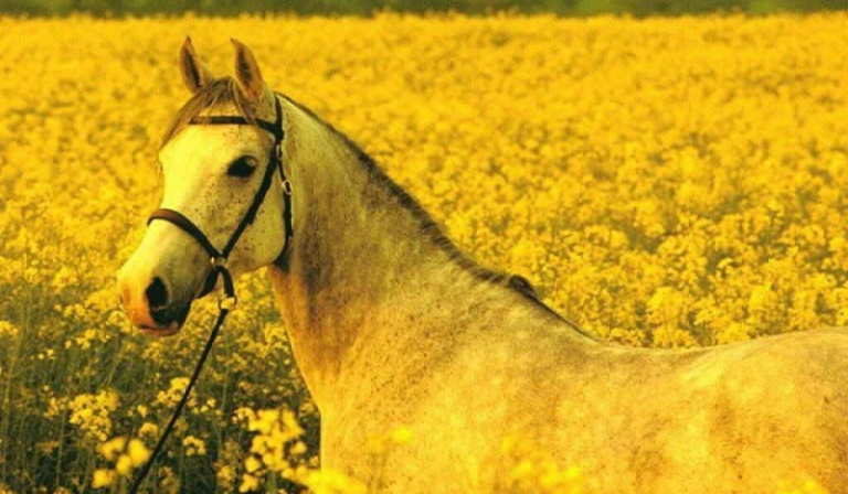 Jak dobrze znasz się na koniach ???