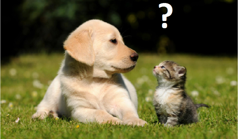 jesteś kotem czy psem?