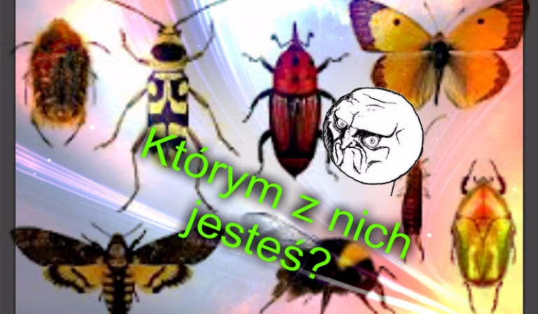 Jakim owadem jesteś?
