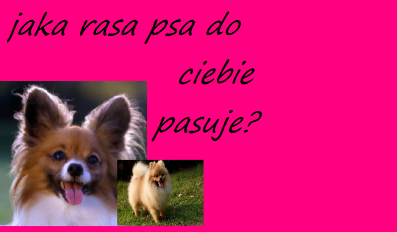 Jaką rasa psa do ciebie pasuje?